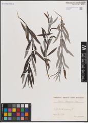 Foto von Salix eleagnos Scop.